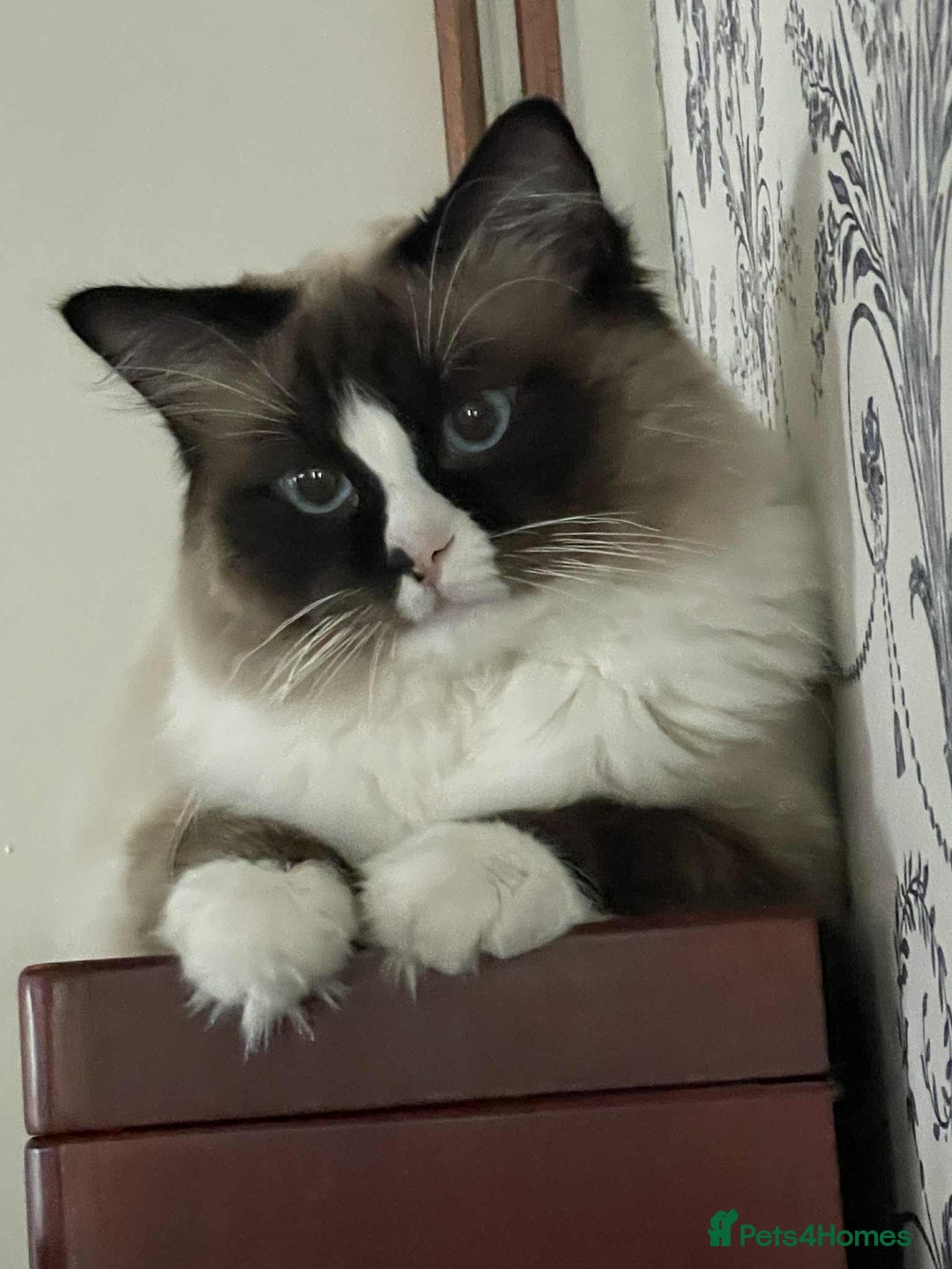 Maine Coon cats for sale: Maine Coon X Ragdoll  - Advert 13
