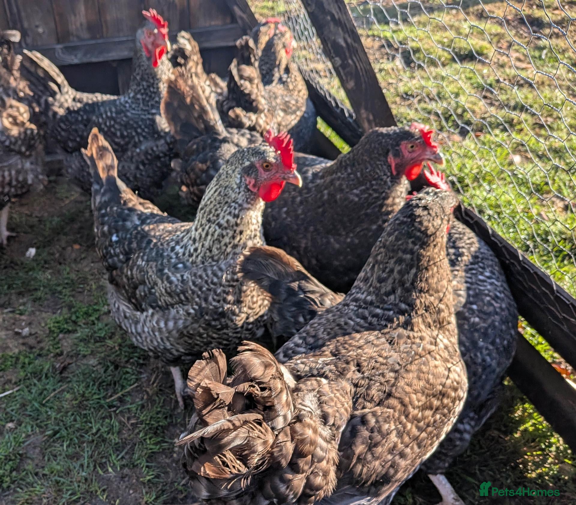Chickens poultry Marans hens  - Advert 2