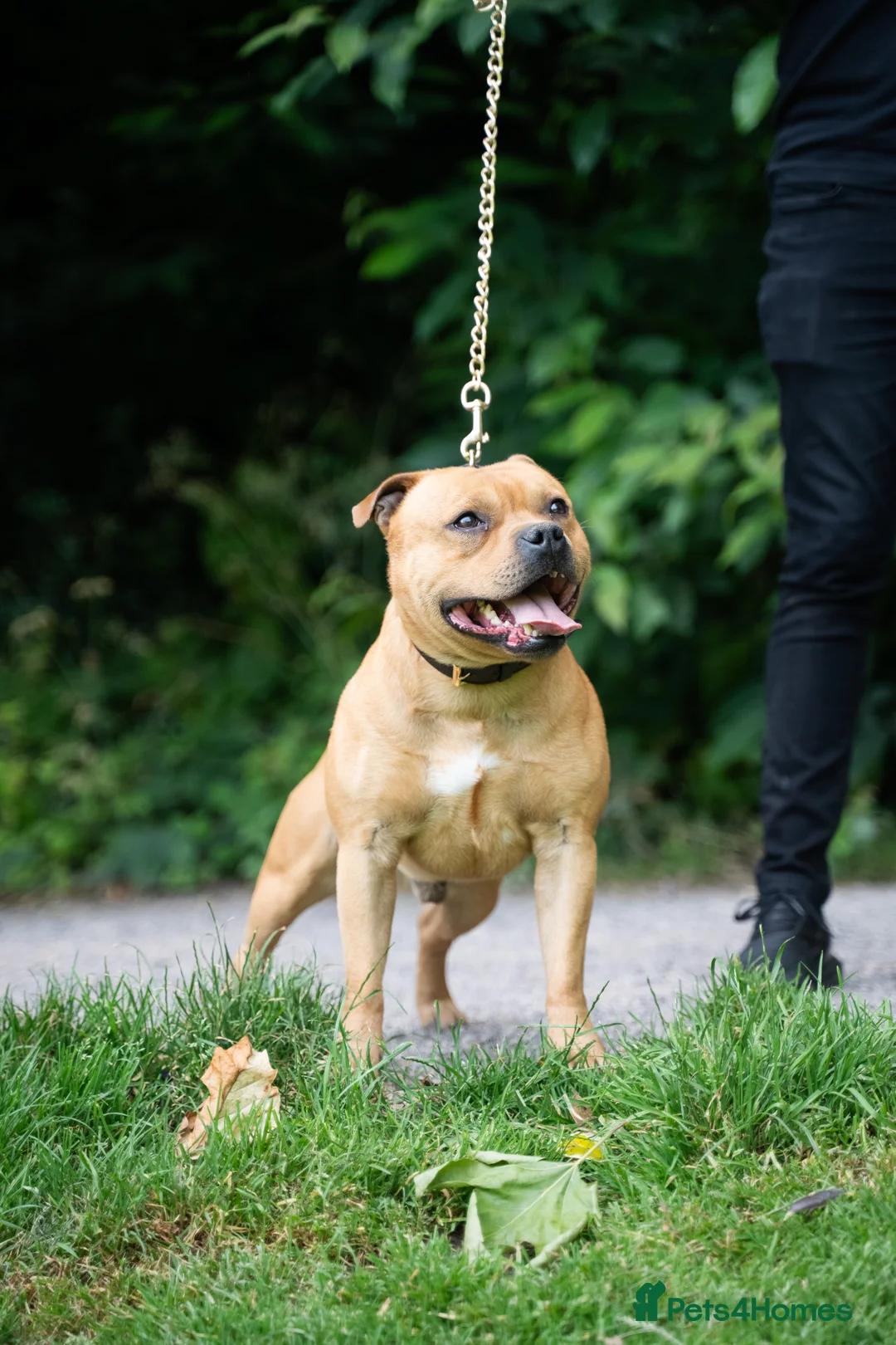 Staffordshire Bull Terrier dogs for stud: Exceptional Red Staffordshire Bull Terrier! in Nottingham - Advert 5