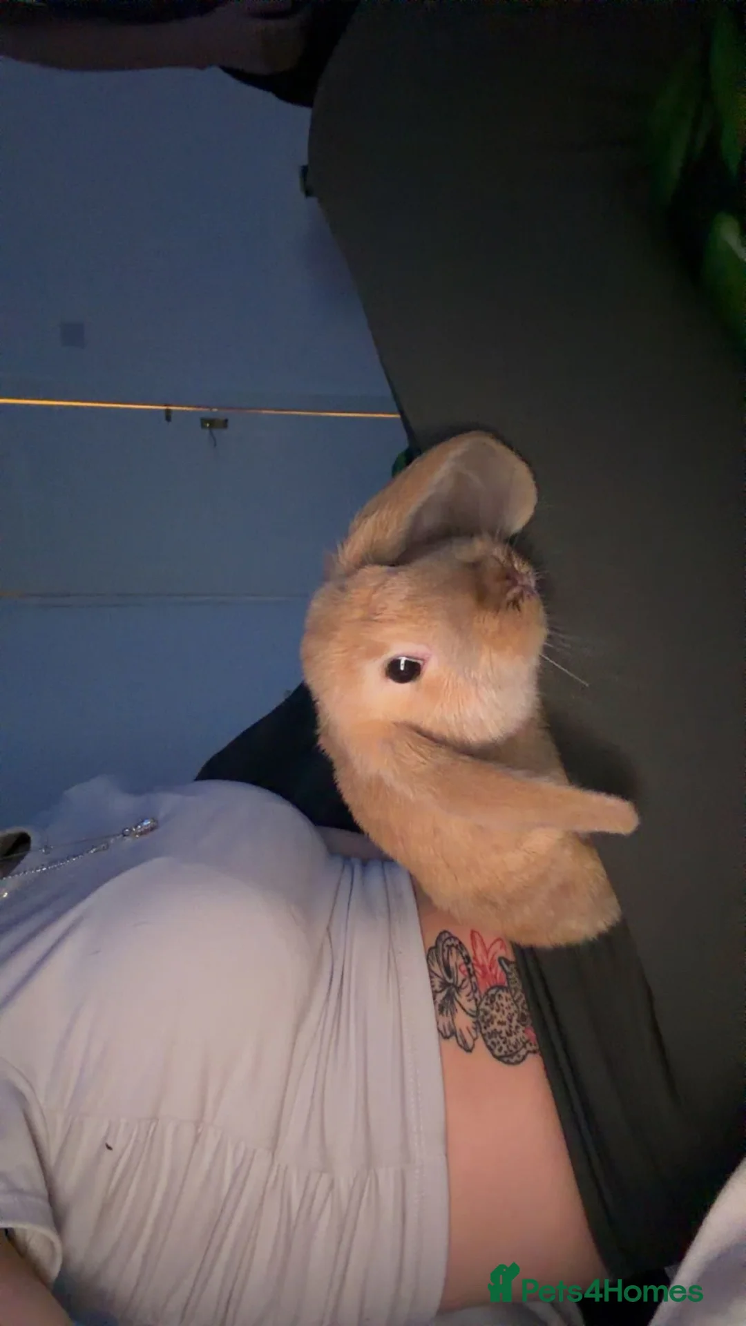 French Lop rabbits for sale: Rabbit needs rehoming  in Darwen - Advert 2