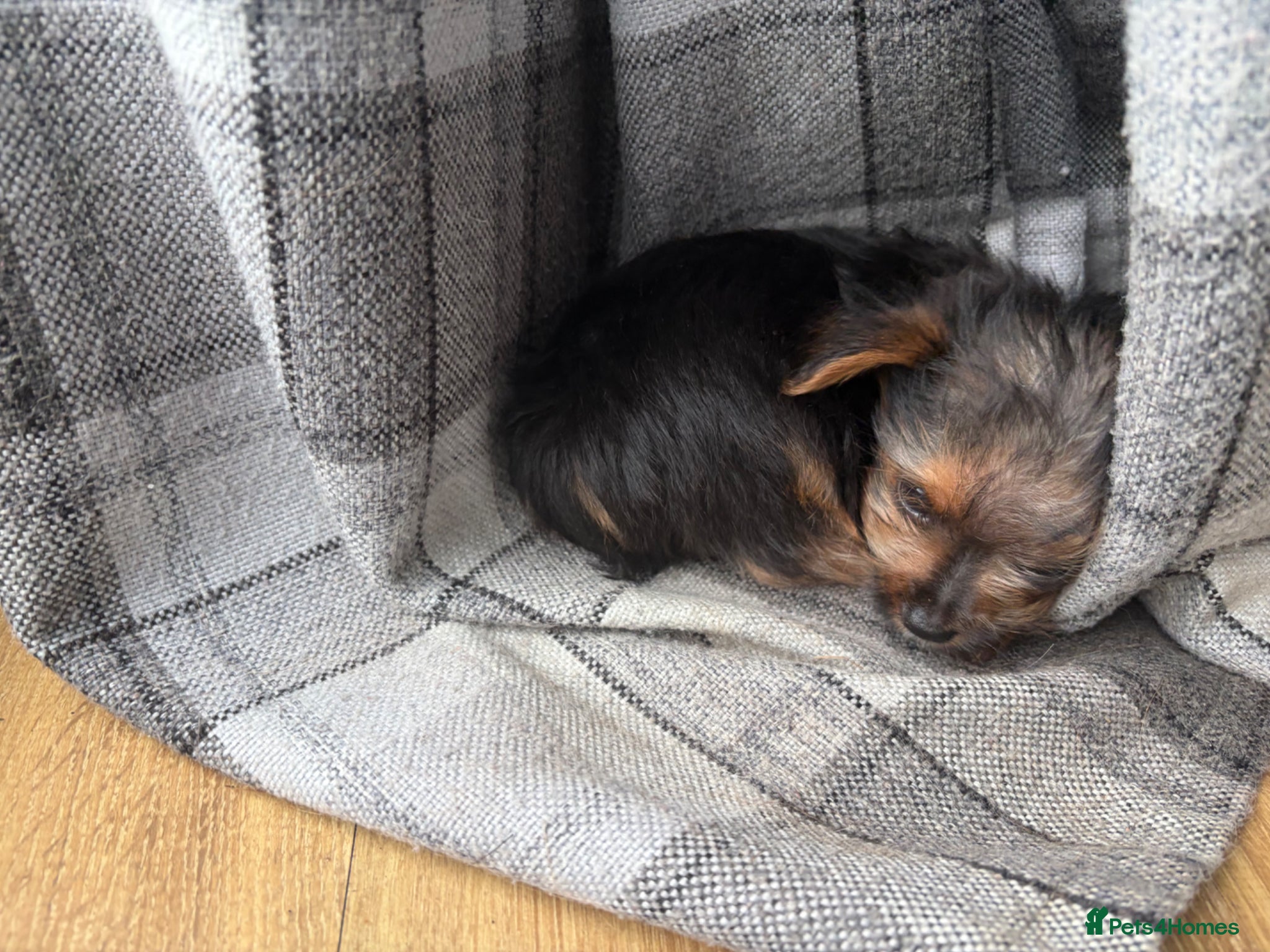 Yorkshire Terrier dogs 1 gorgeous boy left looking for his forever home - Advert 2