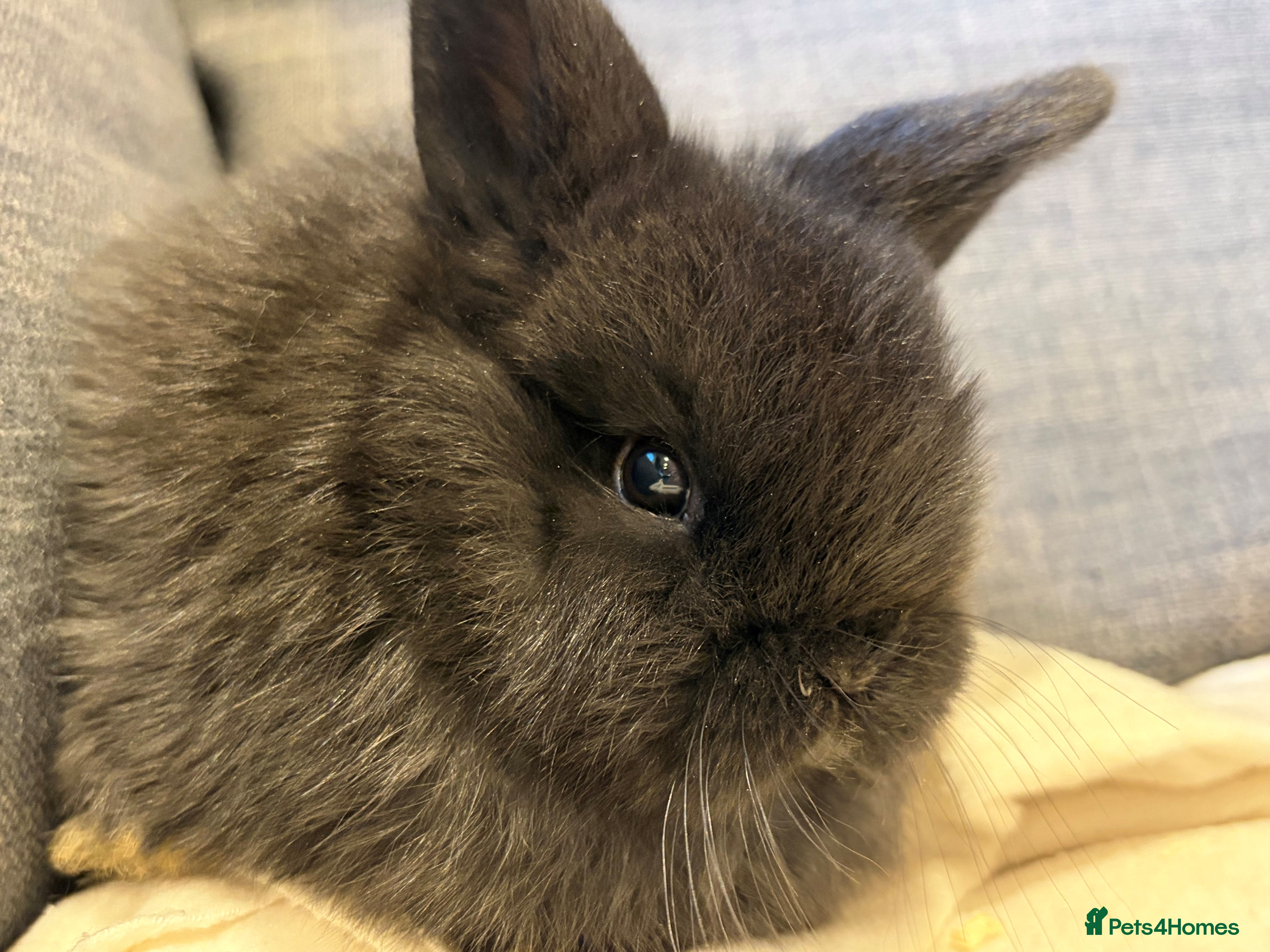 Mini Lop rabbits beautiful friendly mini lops  - Advert 1