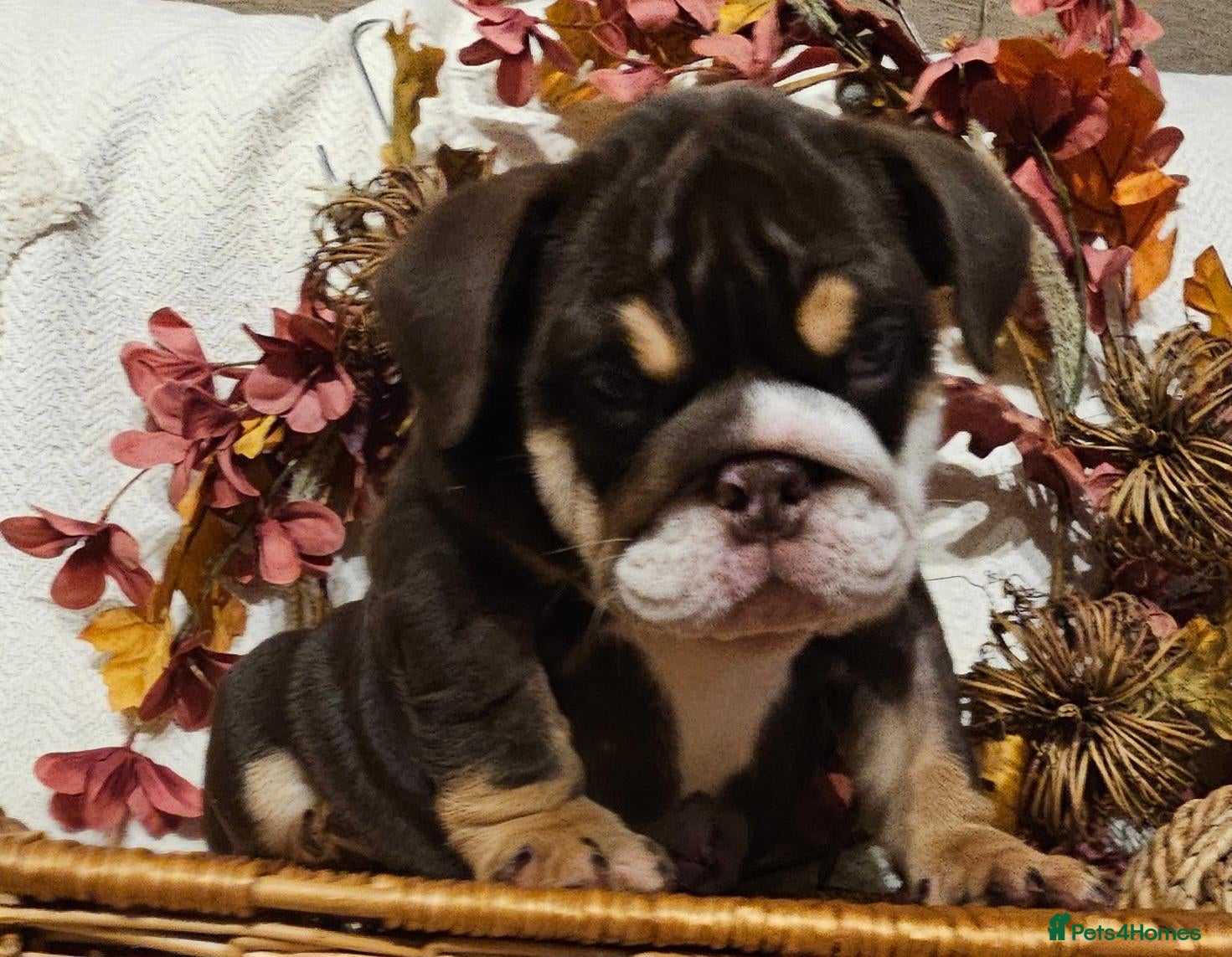 English Bulldog dogs Beautiful rainbow quality litter  - Advert 2