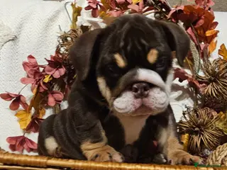 English Bulldog dogs Beautiful rainbow quality litter - Advert 2