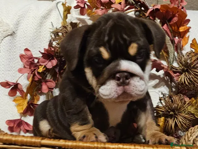 English Bulldog dogs Top quality choclate and tan Girls - Advert 2