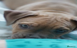 Dorset Olde Tyme Bulldogge dogs for sale: Olde Tyme Bulldog Cross Puppies - Ready Now - Image 11