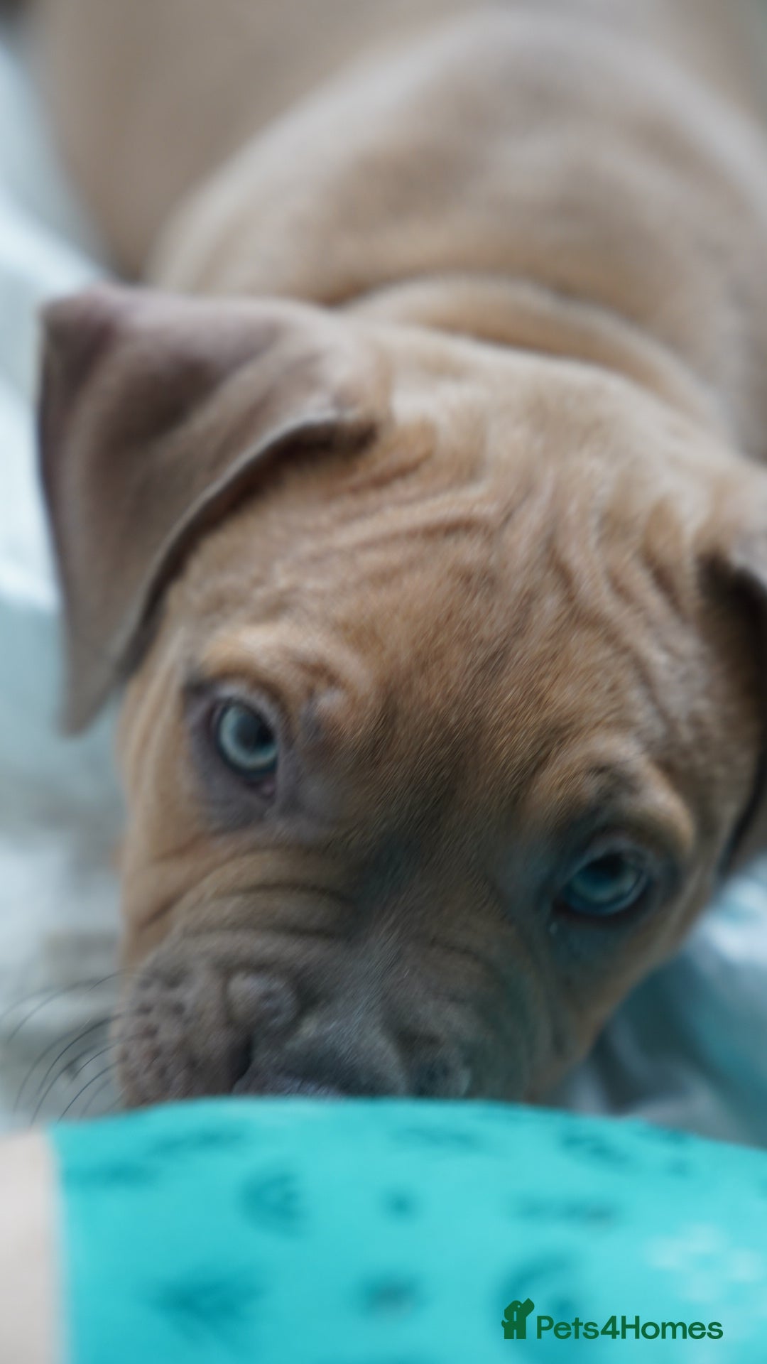 Dorset Olde Tyme Bulldogge dogs for sale: Olde Tyme Bulldog Cross Puppies - Ready Now - Image 11