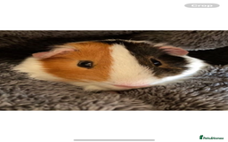 Guinea Pig rodents for sale: Wiggie Guinea pig - Image 2