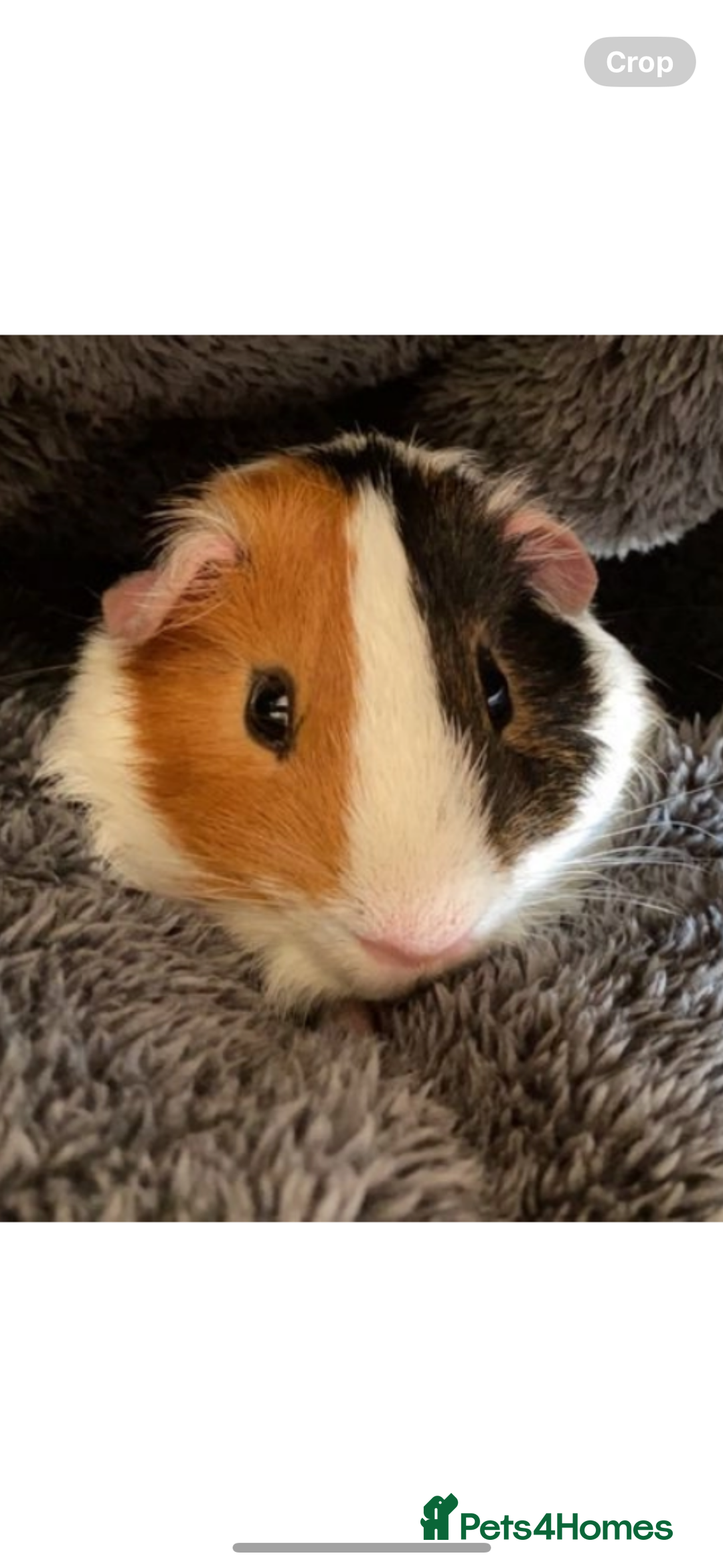 Guinea Pig rodents for sale: Wiggie Guinea pig - Image 2