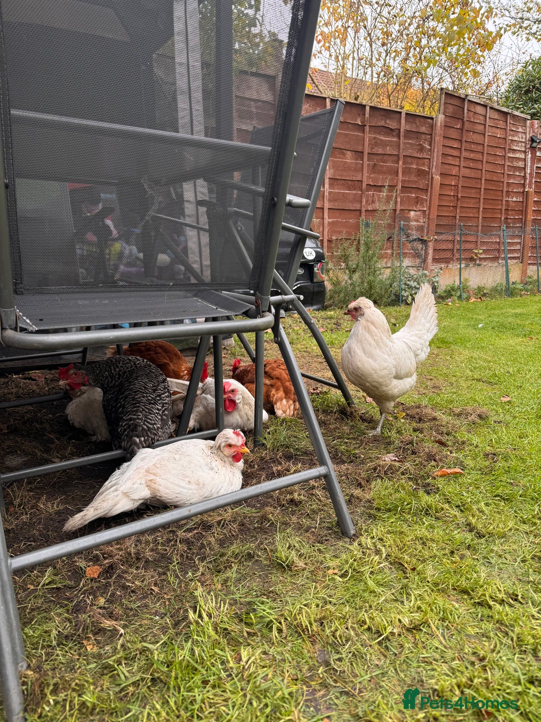 Chickens poultry for sale: x 8 Egg laying chickens  - Image 3