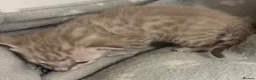 Serengeti cats for sale: Adorable Tica reg Serengeti kittens  in Keith - Advert 10