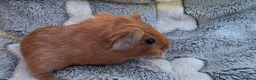 Guinea Pig rodents for sale: I have some teddy cross babies available 2 reserve - Advert 12
