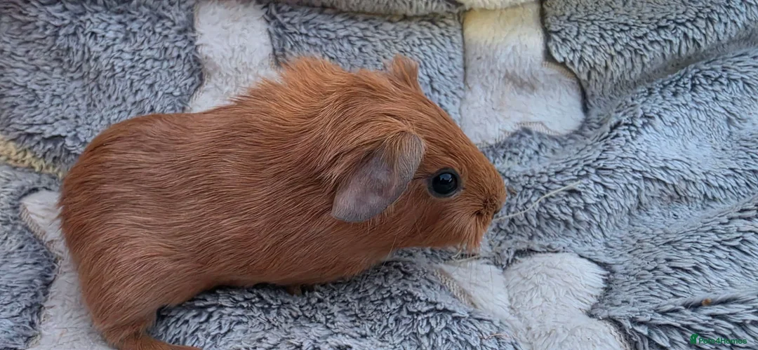 Guinea Pig rodents for sale: I have some teddy cross babies available 2 reserve - Advert 12