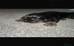 Cocker Spaniel dogs for sale: Cocker spaniel  - Image 7