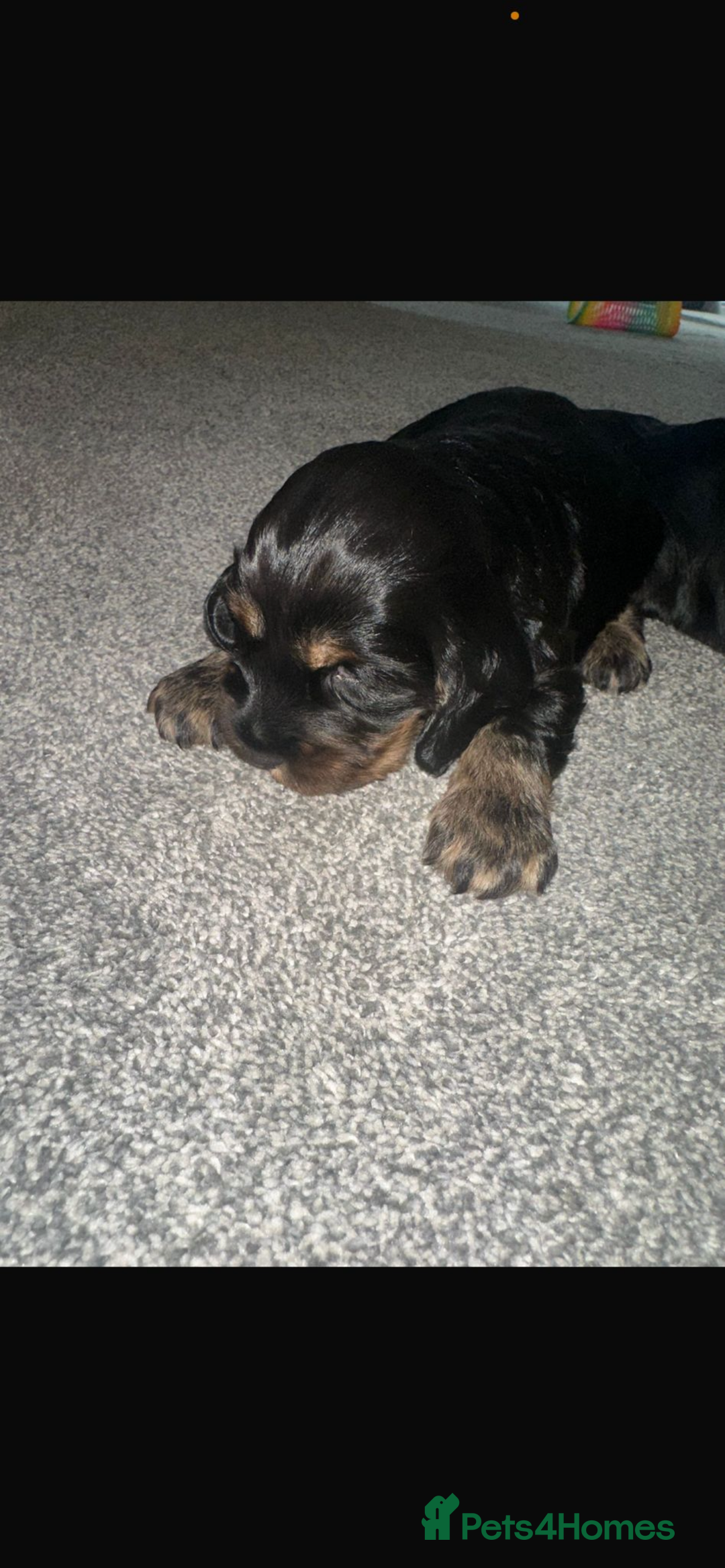 Cocker Spaniel dogs for sale: Cocker spaniel  - Image 7