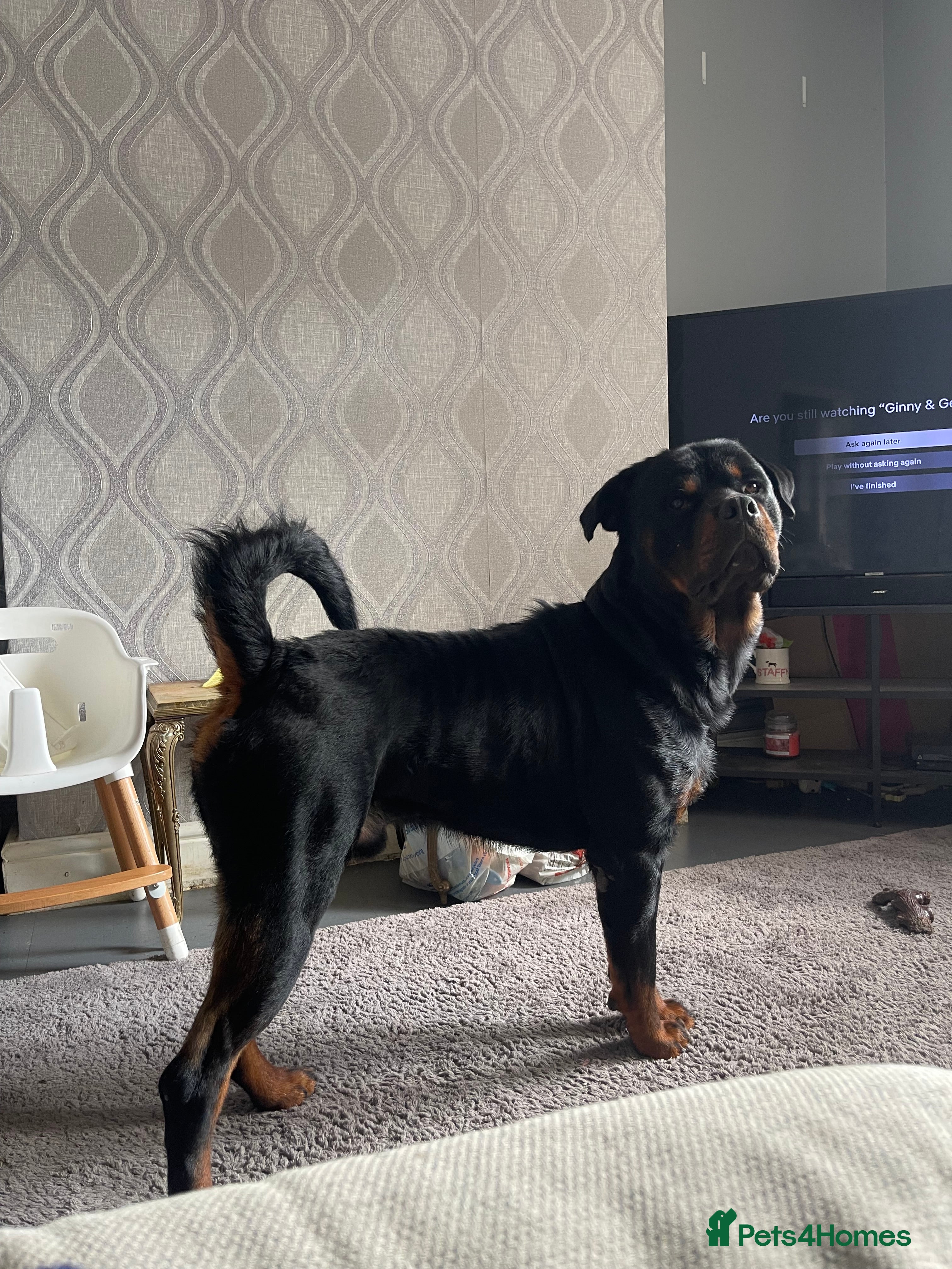 Rottweiler dogs WELL PROVEN STUD in Halifax - Advert 14