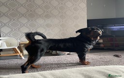 Rottweiler dogs for stud: WELL PROVEN STUD in Halifax - Advert 1