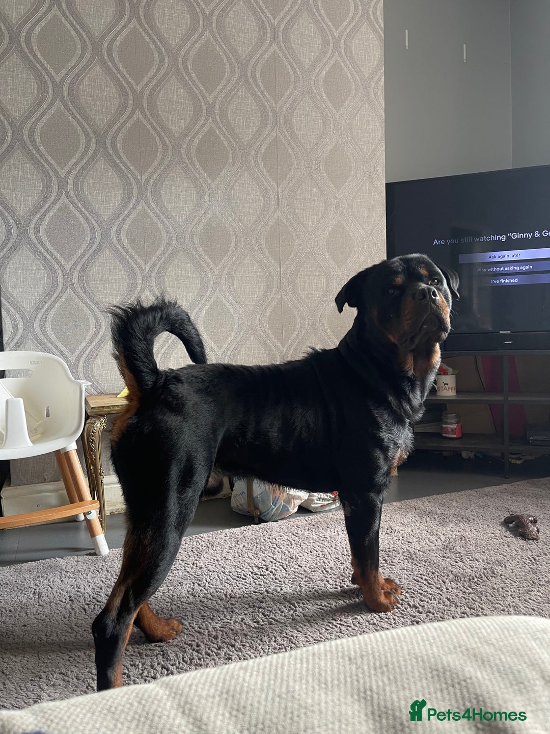 Rottweiler dogs for stud: WELL PROVEN STUD in Halifax - Advert 1