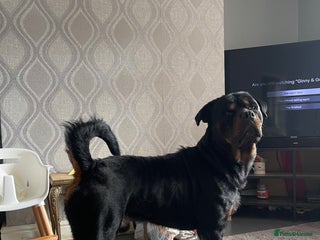 Rottweiler dogs in Halifax - Advert 4