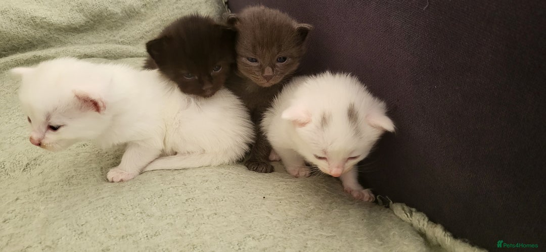 Norwegian Forest Cat cats for sale: Norwegian forest with Turkish Angora - Image 20