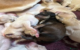 Saluki dogs for sale: Beautiful Saluki  - Image 23