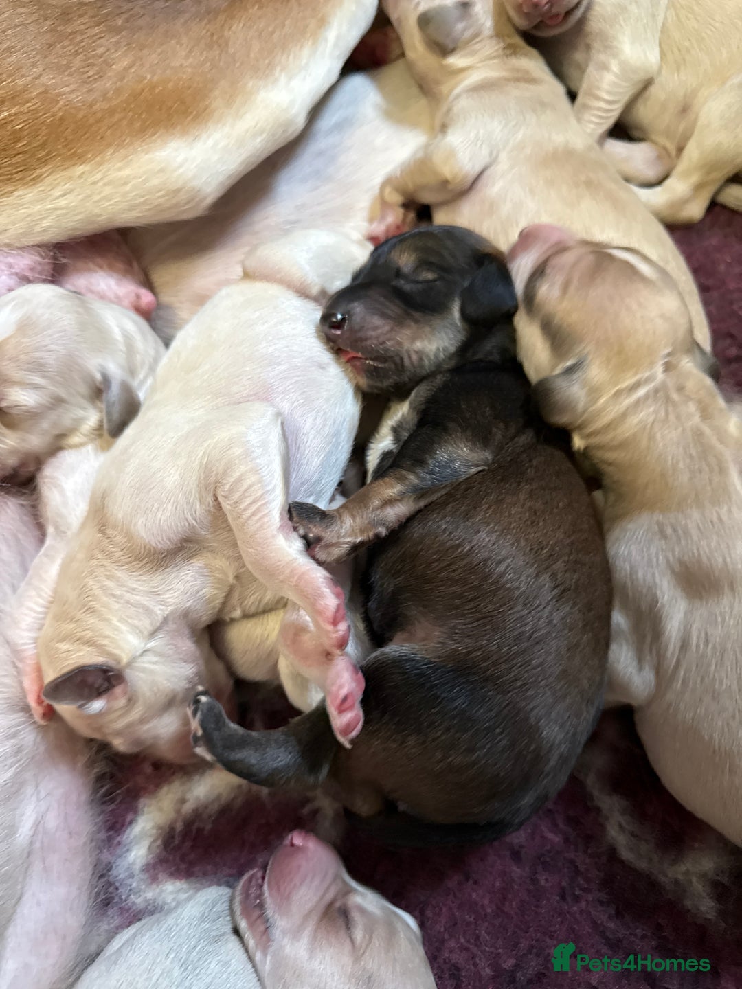 Saluki dogs for sale: Beautiful Saluki  - Image 23