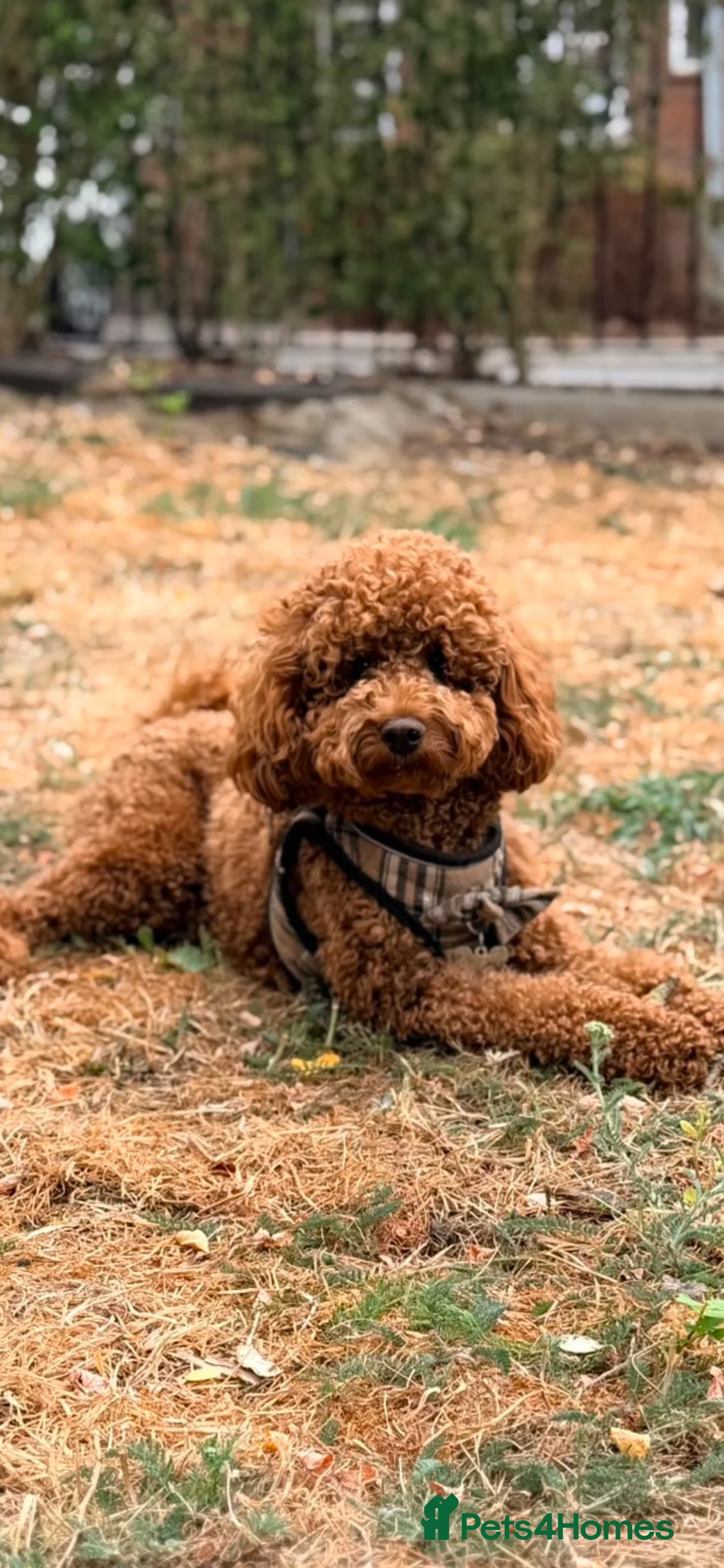 Miniature Poodle dogs for stud: poodle for stud in London - Advert 1