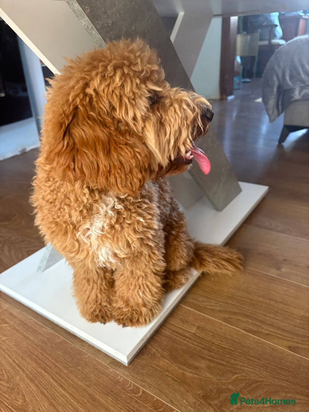 Miniature Poodle dogs for sale: Price reduction £650. Beautiful boy mini poodle  - Image 5