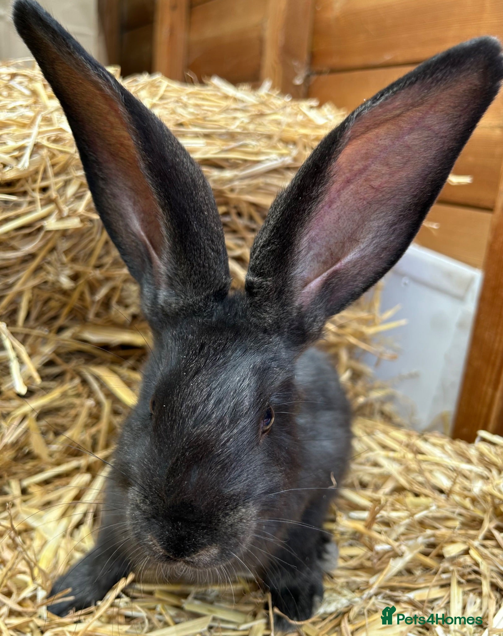 Continental Giant rabbits WE HAVE THE WORLDS BIGGEST BUNNIES  - Advert 2