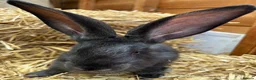 Continental Giant rabbits for sale: WE HAVE THE WORLDS BIGGEST BUNNIES  - Advert 4