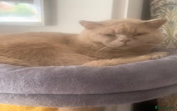 Mixed Breed cats for sale: Part Persian  - Image 22