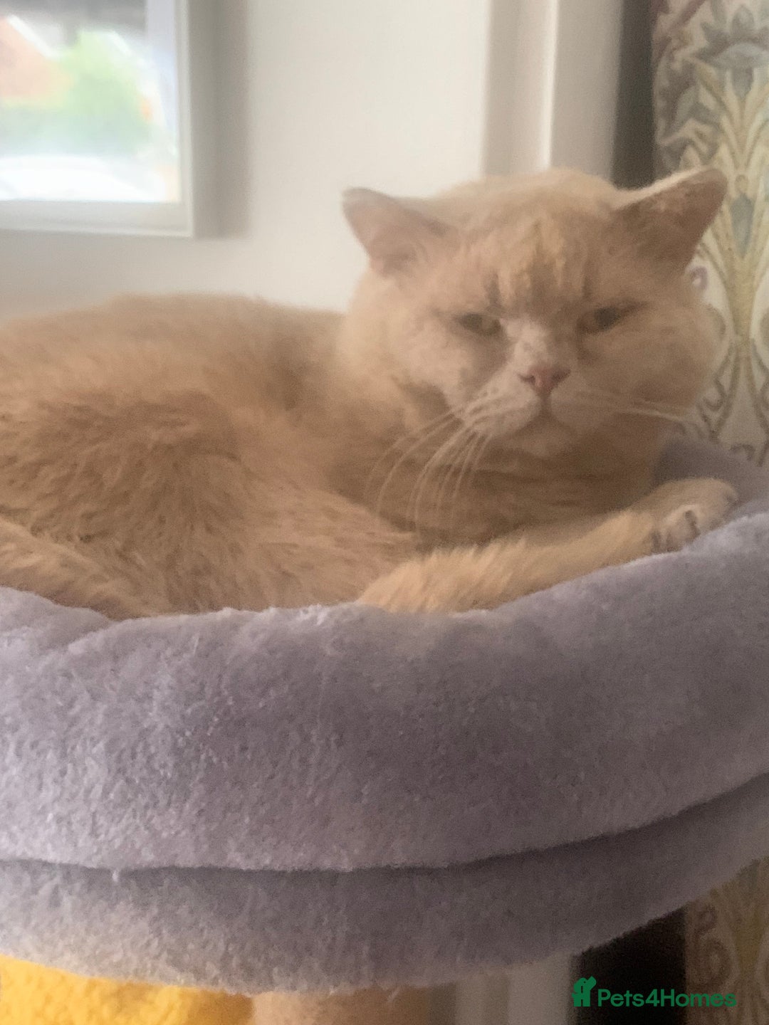 Mixed Breed cats for sale: Part Persian  - Image 22