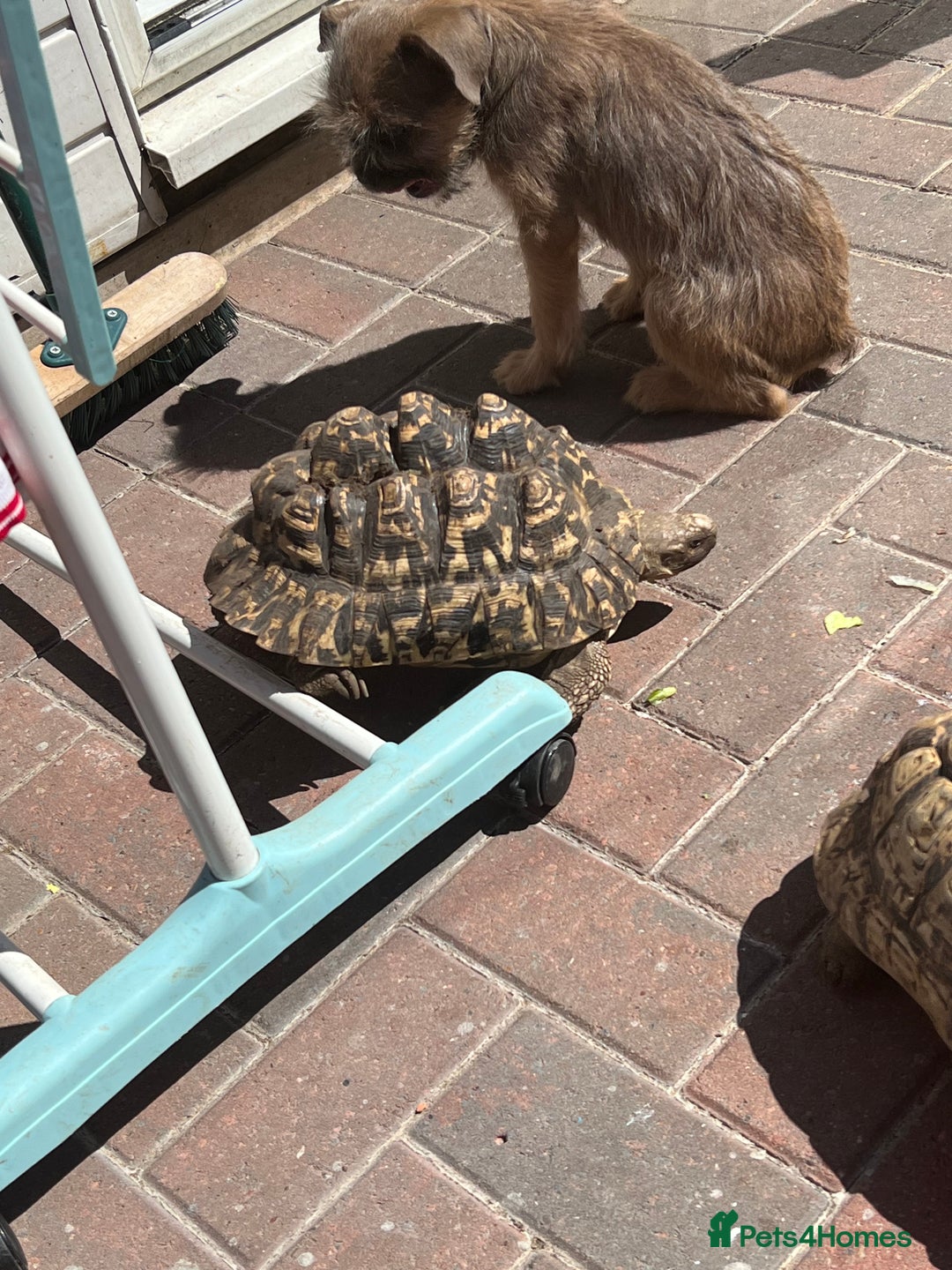 Tortoise reptiles for sale: Two leopards and 1 large Sulcata tortoise  - Image 5