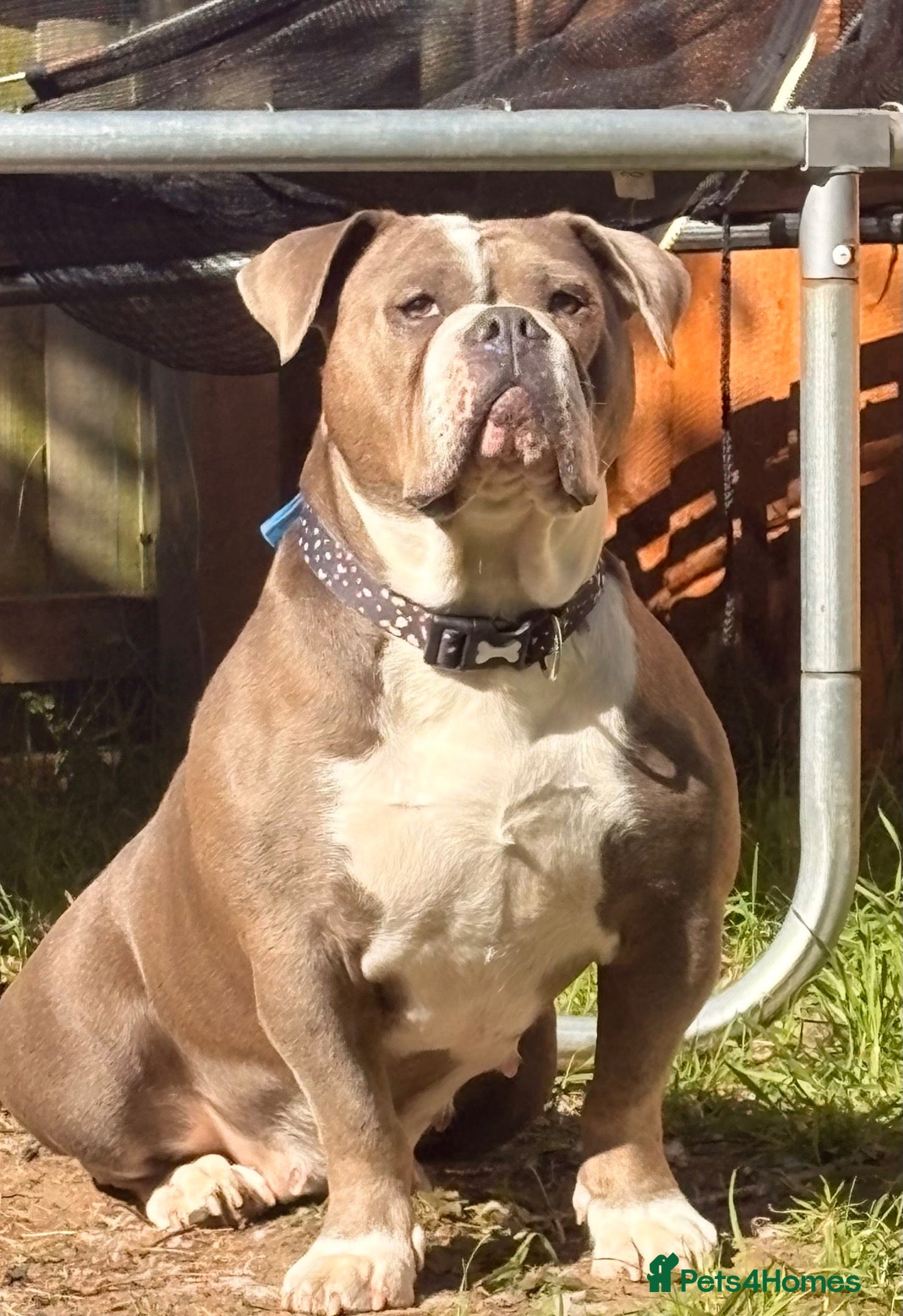 Old Tyme Bulldog dogs Female olde tyme bulldog - Advert 10