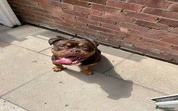 Olde English Bulldogge dogs for sale: Old tyme English bulldog - Image 6