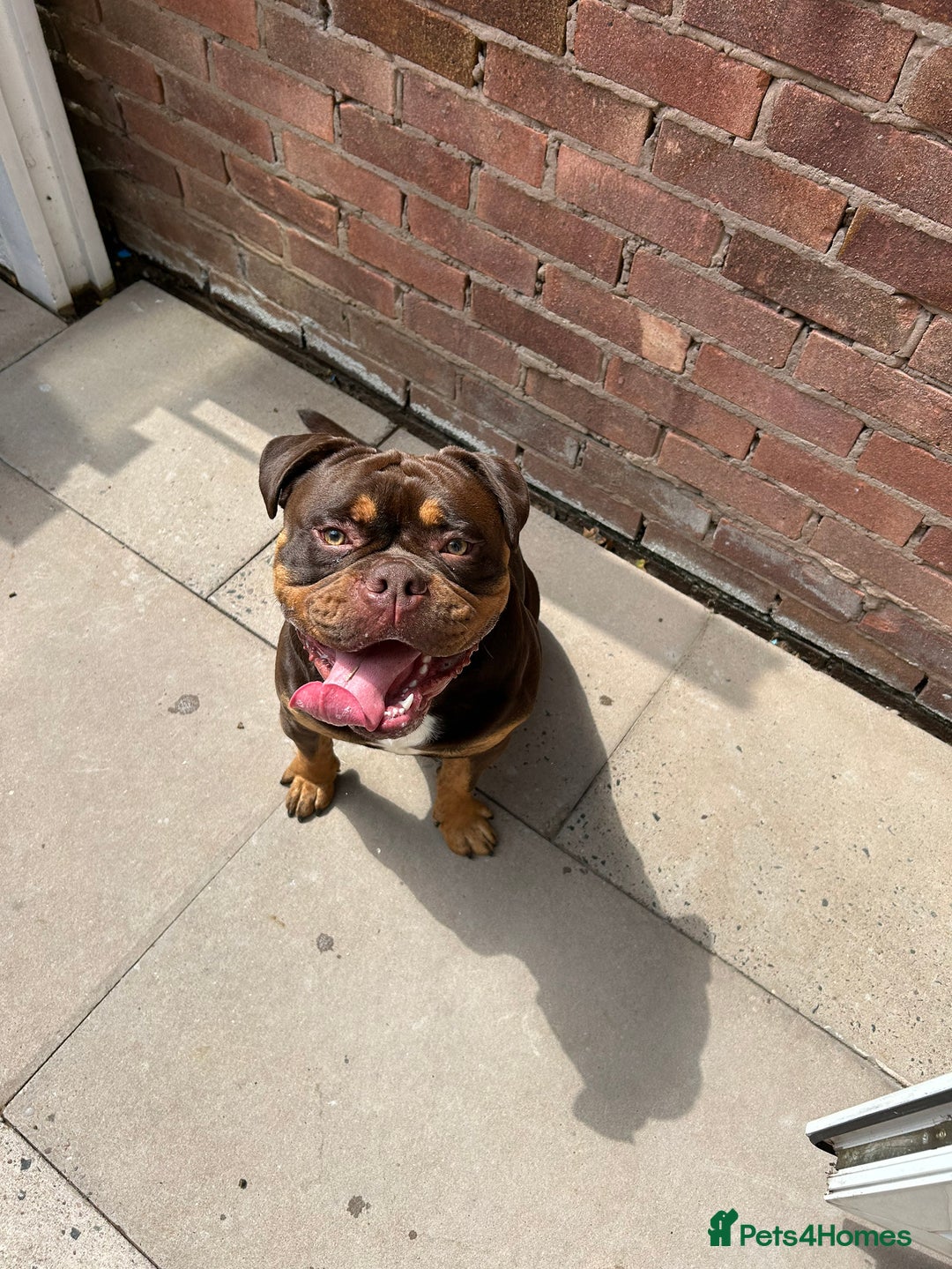 Olde English Bulldogge dogs for sale: Old tyme English bulldog - Image 6