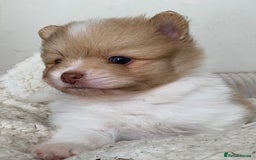 Pomeranian dogs for sale: Beautiful Pomeranian puppies ❤️ - Image 5