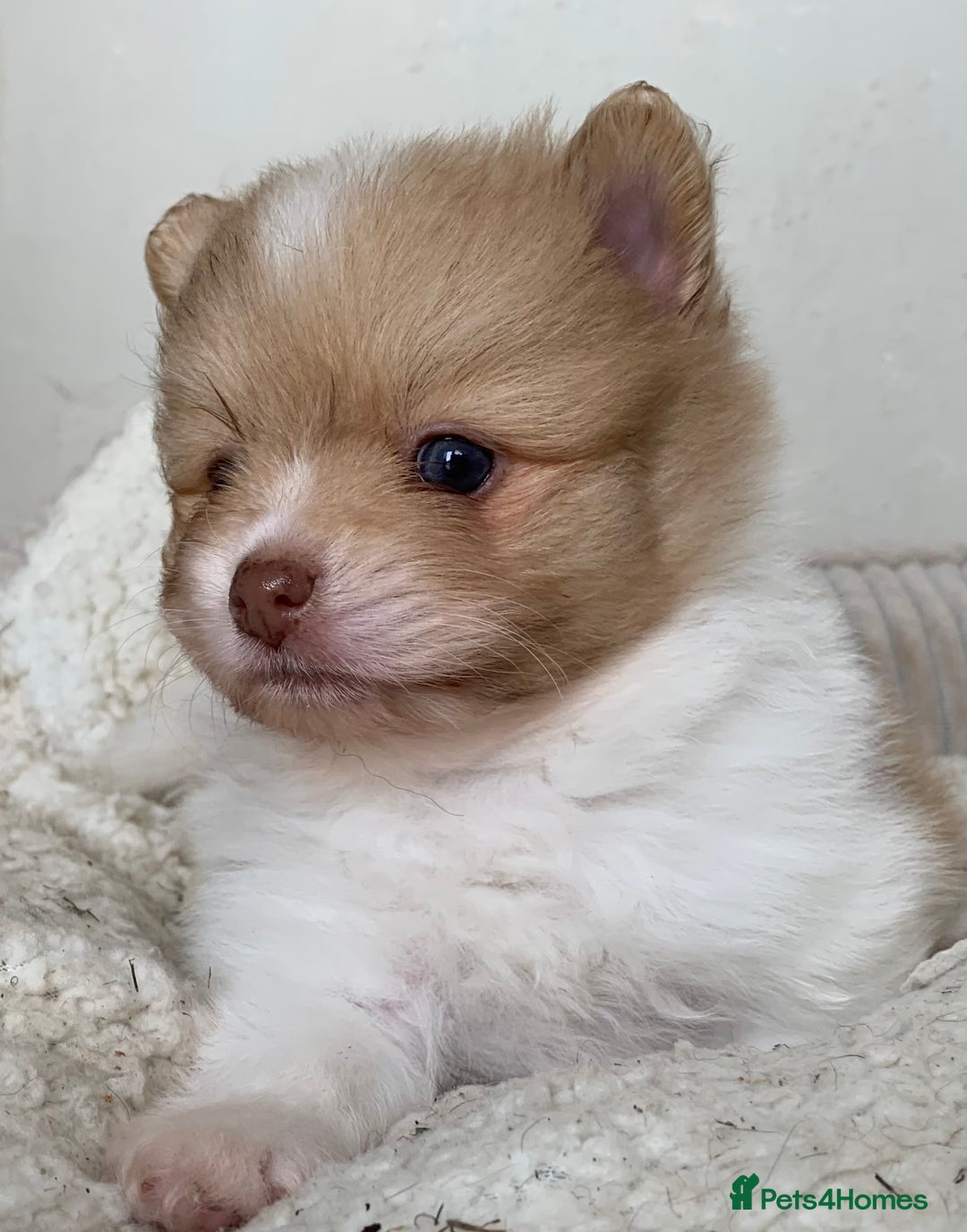 Pomeranian dogs for sale: Beautiful Pomeranian puppies ❤️ - Image 5