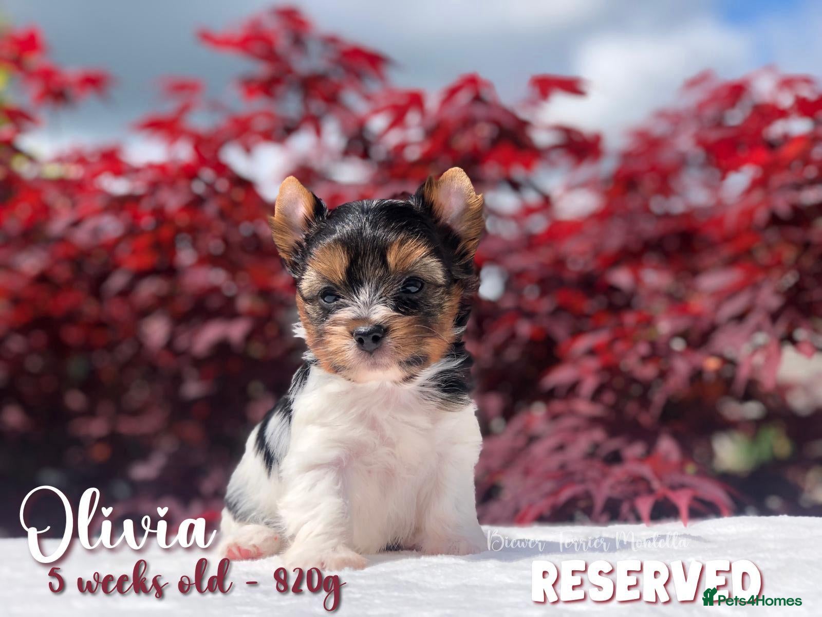 Yorkshire Terrier dogs One boy left Biewer Terriers! - Advert 2