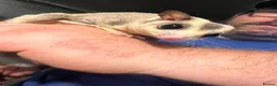 Sugar Glider rodents for sale: Sugar gliders  - Advert 6