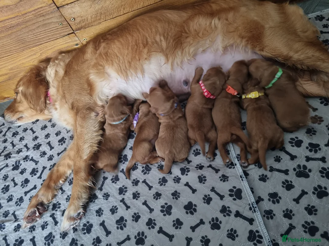 Mini Goldendoodle dogs for sale: F1 Fox Red Health Tested Mini Goldendoodles - Advert 3
