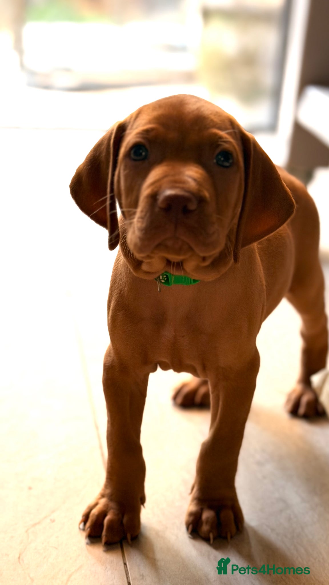 Hungarian Vizsla dogs Gorgeous Vizsla puppies (DOB18/4) 2 girls, 2 boys - Advert 3