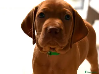 Hungarian Vizsla dogs Gorgeous Vizsla puppies (DOB18/4) 2 girls, 2 boys - Advert 3