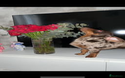 Miniature Dachshund dogs for stud: 💥FIRST TIME DAPPLE STUD💥 - Image 4