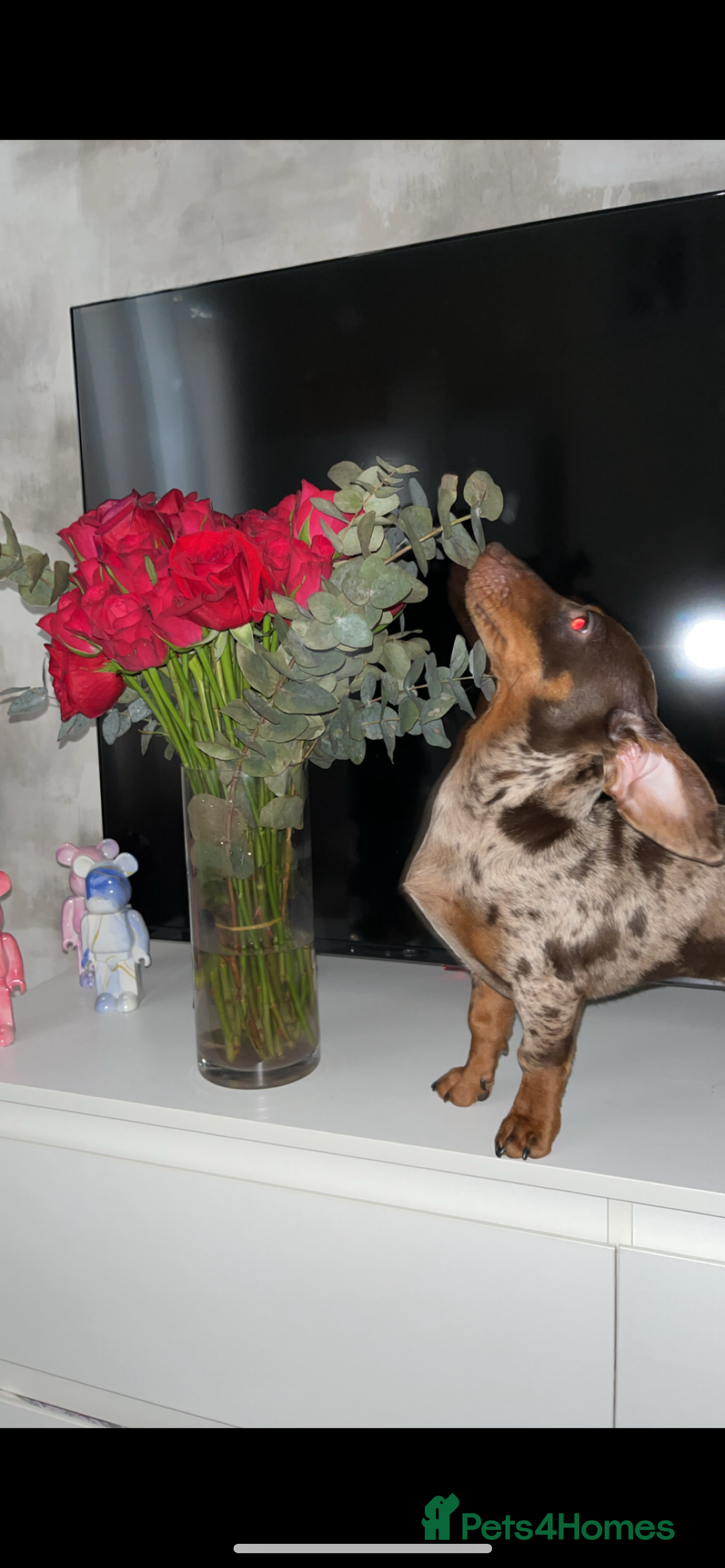 Miniature Dachshund dogs for stud: 💥FIRST TIME DAPPLE STUD💥 - Image 4
