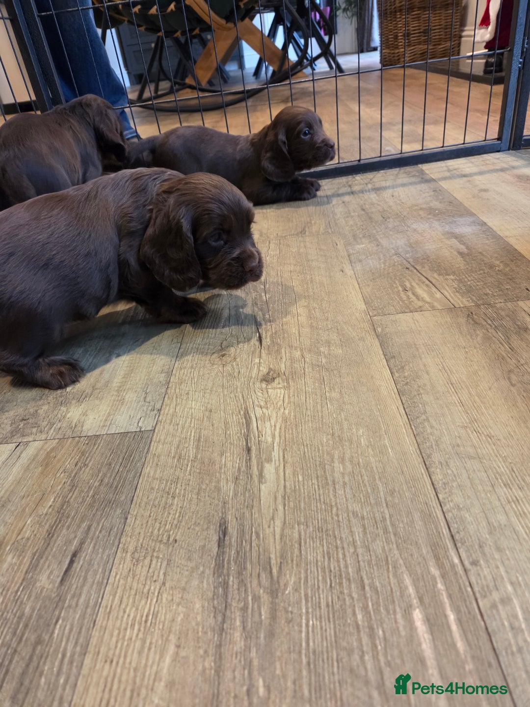 Cocker Spaniel dogs for sale: 🤎 Beautiful chocolate KC working cocker puppies🤎 - Advert 6