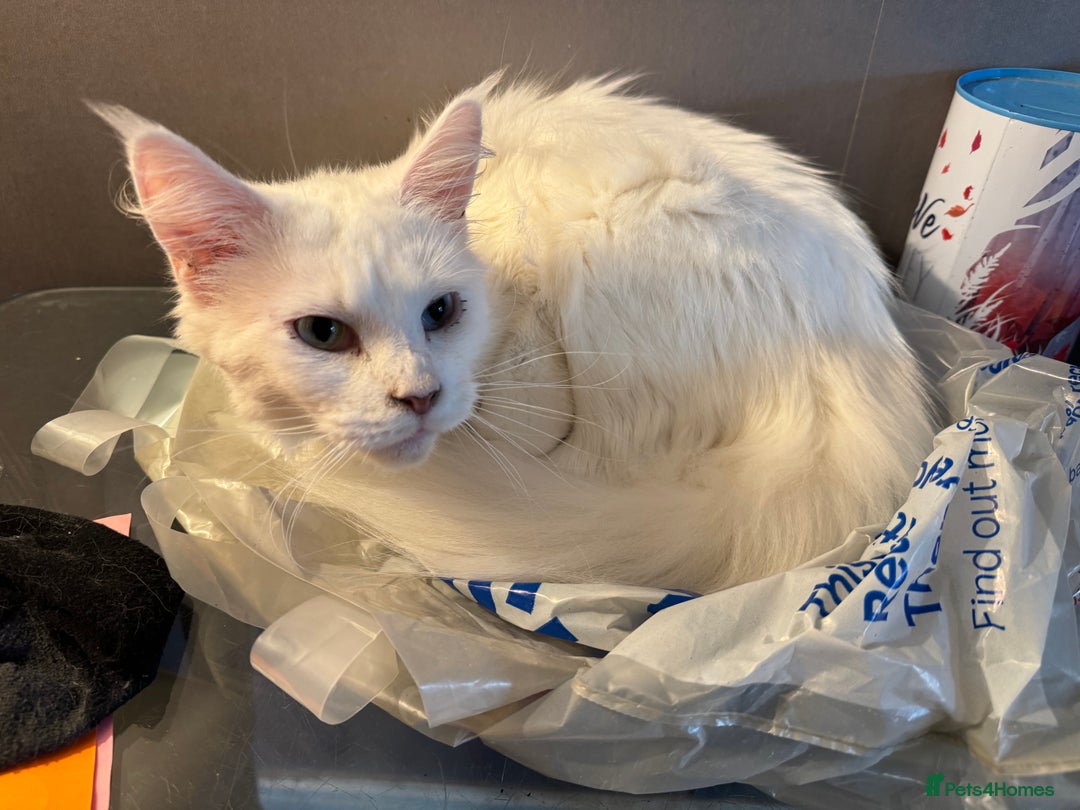 Maine Coon cats for sale: Beautiful cats looking for forever homes - Image 4