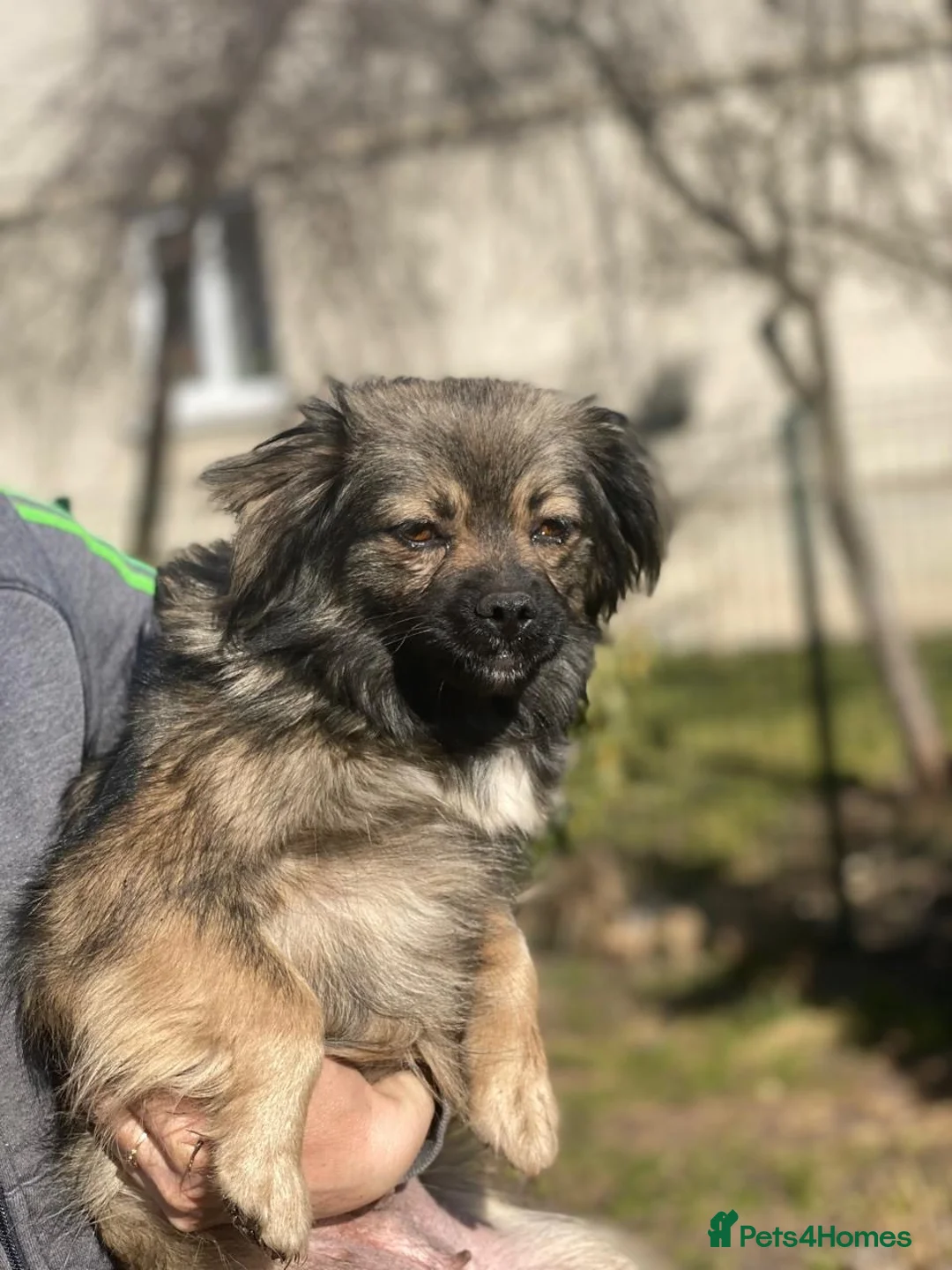 Mixed Breed dogs for adoption: ❤️🐶 MILLIE – THE LITTLE HEAD THAT FINDS YOUR HAND in Burton-on-Trent - Advert 1