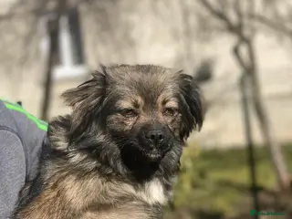 Mixed Breed dogs ❤️🐶 MILLIE – THE LITTLE HEAD THAT FINDS YOUR HAND - Advert 2