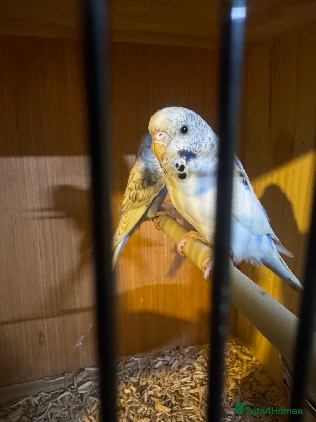 Canaries birds for sale: Canaries, budgies and love birds  - Advert 9